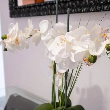 Alegria's By Galmi *